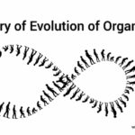 History of Evolution of Organisms, Civilization and 3 Eras